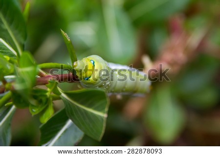 before turn to Thailand native butterfly, caterpillar eating on plant with flowers background