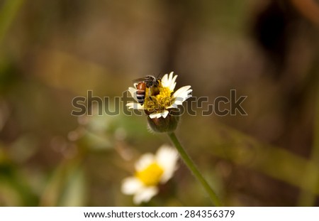 Thailand native  wild worker bee on wild flower