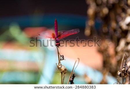 Thailand native mail bright-blood red dragonfly raise its tail on wither wild flower