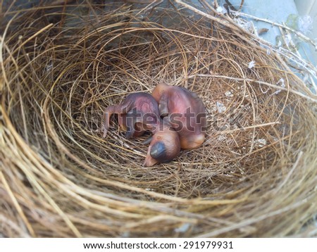 (growth of nestling 1st - 2nd day born)  new born bird in the nest