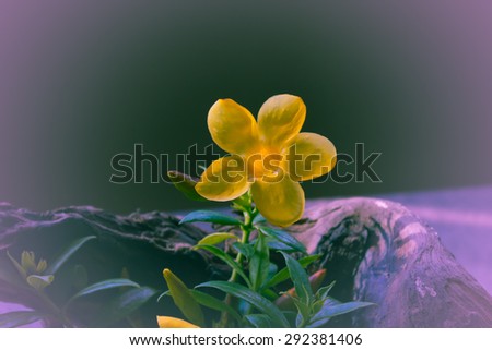 yellow flower and space background for text in this picture
