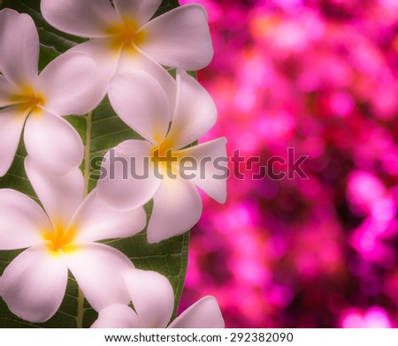 blurred flower with pink bokeh background for writing text