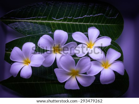 (glow and moon light tone) flowers plumeria on leaf floated on water in dark background