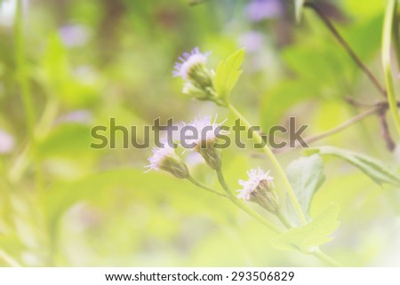 wild flowers in white shade colour for blurred background