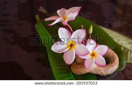 beautiful pink white flower plumeria or frangipani with green leaf and boutique vintage style decoration for spa background or relax feeling
