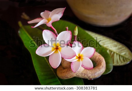 lovely pink flower plumeria or frangipani with leaf decorated with boutique or vintage background
