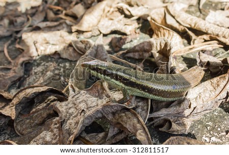 torn tail skink  scincoid lizard  after fighting however tail will regrow again