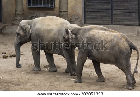 Elephant Family African Elephant
