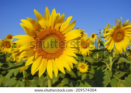 Close up sunflower in garden with blue sky