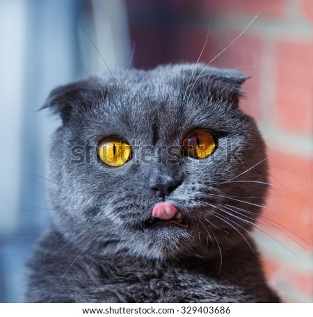 crazy cat portrait with different emotions