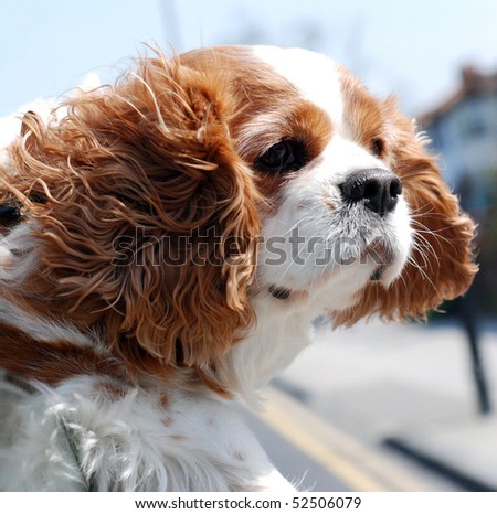 King Charles spaniel with his head out the car window