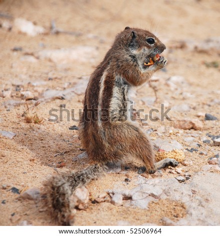 A chipmunk eating a nut on a spanish beach