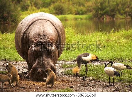 Animals feeding in Kenya