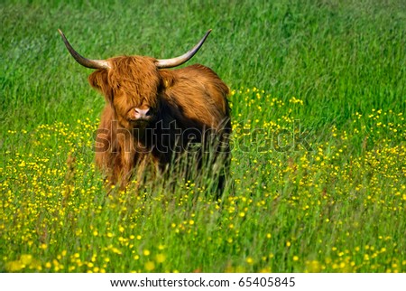 Scottish Highlander in Dutch meadow in springtime