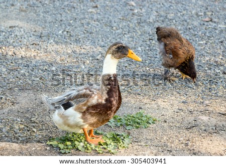 Duck and chicken on a poultry farm
