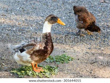 Duck and chicken on a poultry farm