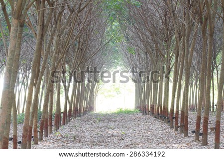 Rubber tree garden in morning time go to finish