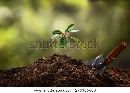 Small plant on a pile of soil on green bokeh background.