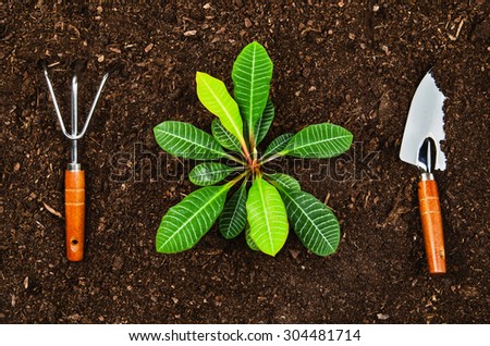 Planting a beautiful, green leaved plant on a natural, sandy background. Camera from above, top view. Natural background for advertisements.