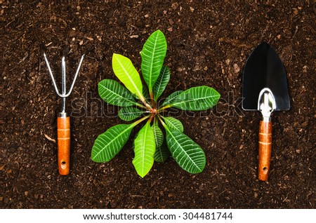 Planting a beautiful, green leaved plant on a natural, sandy background. Camera from above, top view. Natural background for advertisements.
