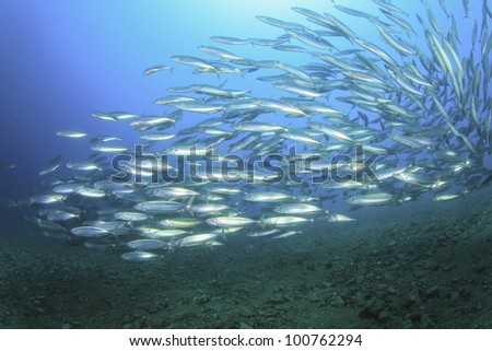 School of Mackerel Fish in the Ocean