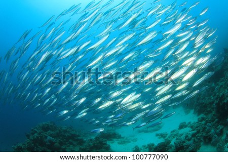 School of Sardine Fish in the Ocean