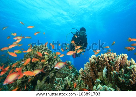 Scuba Diver exploring a coral reef