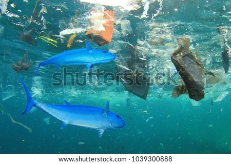 Seafood contamination - tuna fish in plastic polluted ocean environment