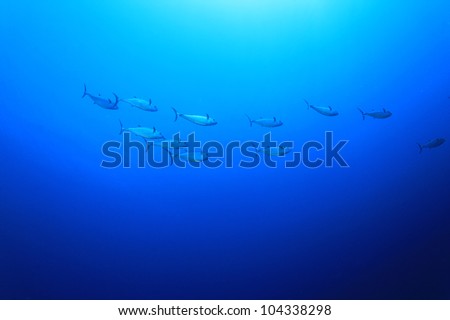 Underwater Image of Shoal of Tuna Fish in the Ocean