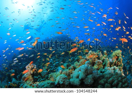 Tropical Fish and Coral Reef with Scuba Divers in background