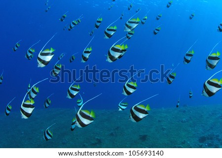 Tropical Fish in the Ocean: Schooling Bannerfish in the Red Sea