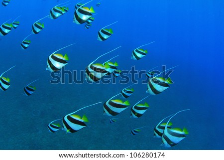 Stock Photo of Tropical Fish in the Ocean: Schooling Bannerfish