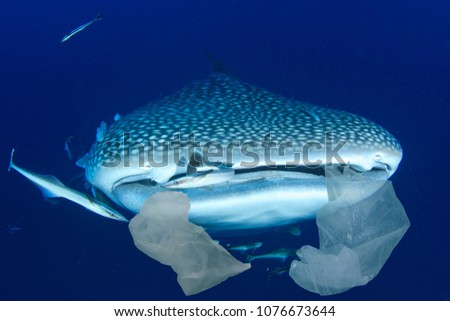 Plastic pollution in ocean threatens marine life. Whale Sharks can accidentally eat plastic bags dumped in sea. (This is a composite image)