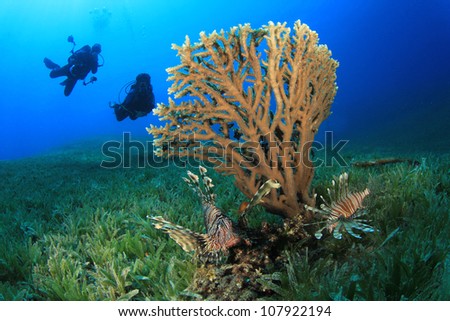 Coral, Lionfish and couple scuba diving in the background