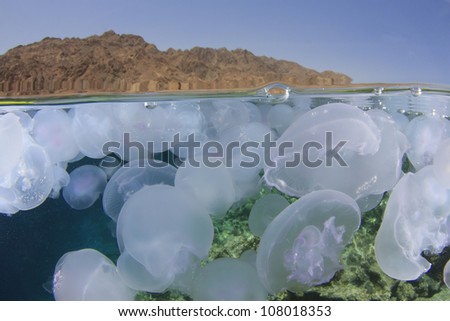 Jellyfish: Half and half photo with jellyfish underwater and Sinai desert above