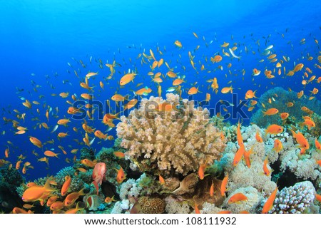 Tropical Fish and Coral Reef in the Red Sea