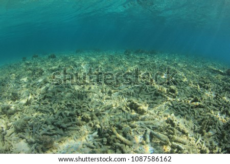 Dead coral reef. Coral bleaching due to global warming, climate change