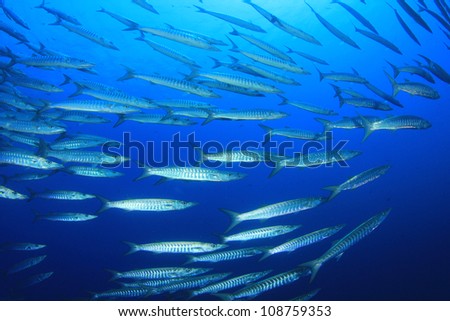 School of Blackfin Barracuda in open ocean