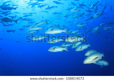School of Fish: Bohar Snappers at Shark Reef, Ras Mohamed, Egypt