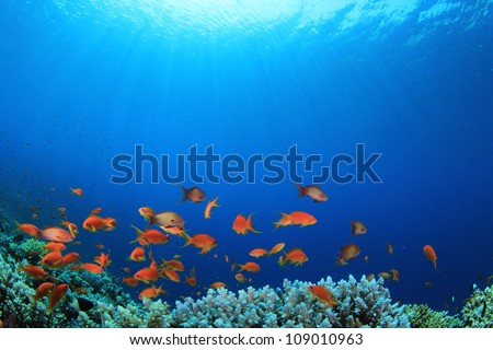Coral Reef with Tropical Fish in the Ocean