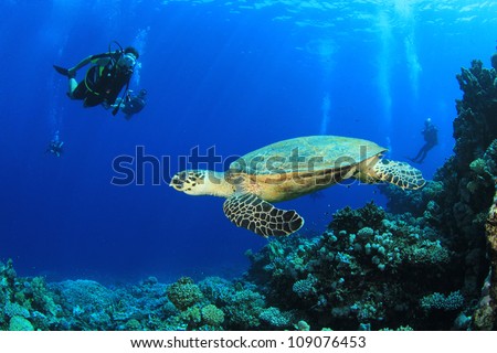 Hawksbill Turtle and Scuba Divers in the Red Sea