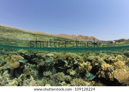 Half and Half (Split Image or Over Under) of Coral Reef, Water Surface and Sinai Desert in Egypt