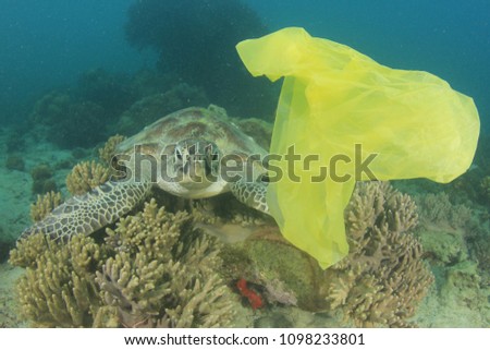 Plastic bag in ocean and sea turtle