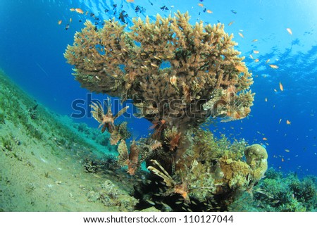 Lots of Lionfish under a Table Coral in Ocean