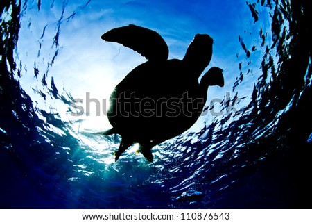 Green Sea Turtle on surface, silhouette from below