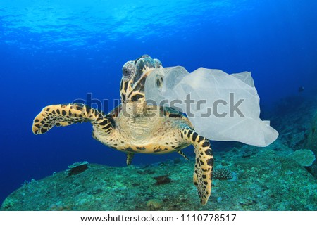 Plastic pollution in ocean environmental problem. Turtles can mistake plastic bags for jellyfish and eat them