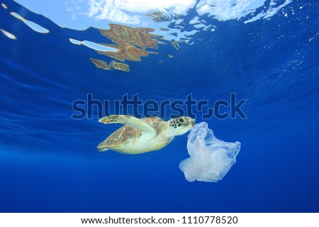Plastic pollution in ocean environmental problem. Turtles can mistake plastic bags for jellyfish and eat them