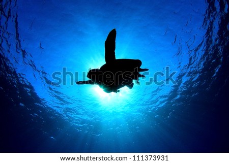 Silhouette of Green Sea Turtle in the ocean