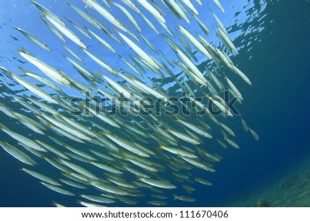 School of Yellowtail Barracuda Fish in ocean