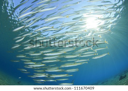 School of Yellowtail Barracuda Fish in ocean